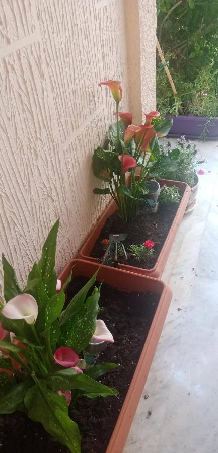 Aegina'S Flowers House Экстерьер фото
